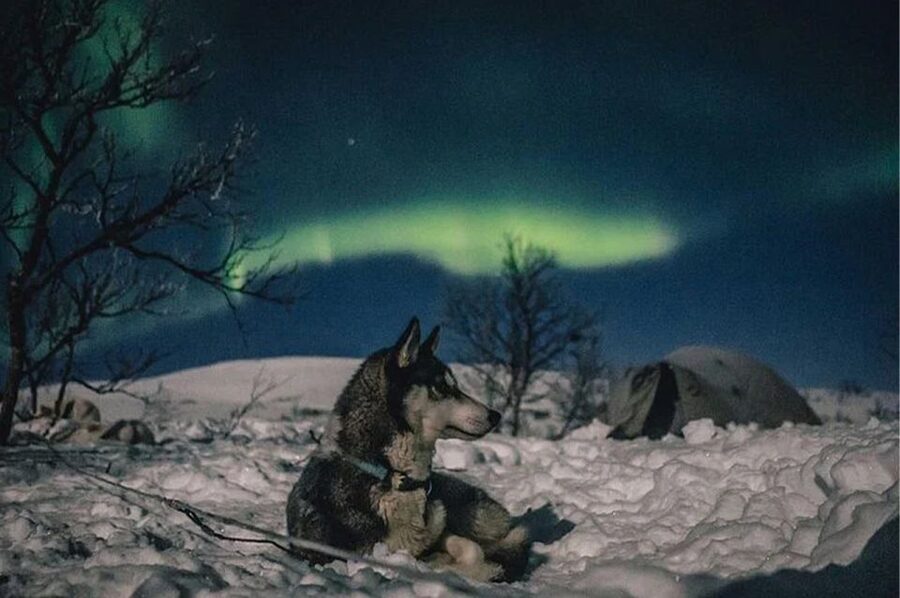 Rovaniemi: Northern Lights and Husky Sleigh Ride - Booking details that matter