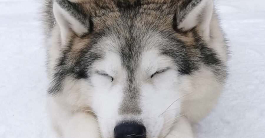 Rovaniemi: Santa's Reindeer and Husky Safari with Aurora BBQ - Practical advice for cold, dark conditions