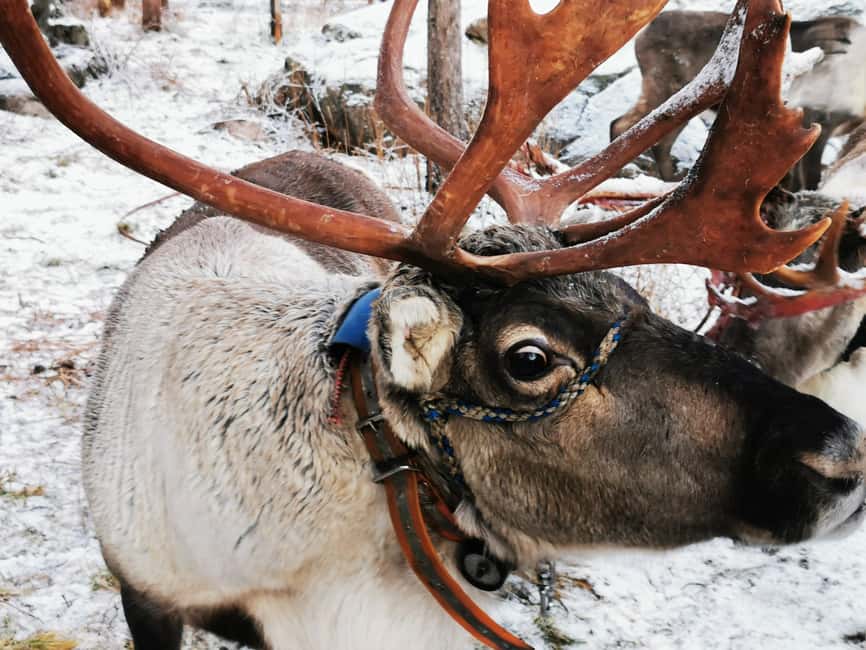 Rovaniemi: Santa's Reindeer and Husky Safari with Aurora BBQ - A full Lapland day, with a long break in the middle