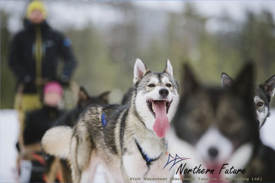 Rovaniemi: Santa's Reindeer and Husky Safari with Aurora BBQ - Reindeer and Santa Village bring a slower Arctic mood