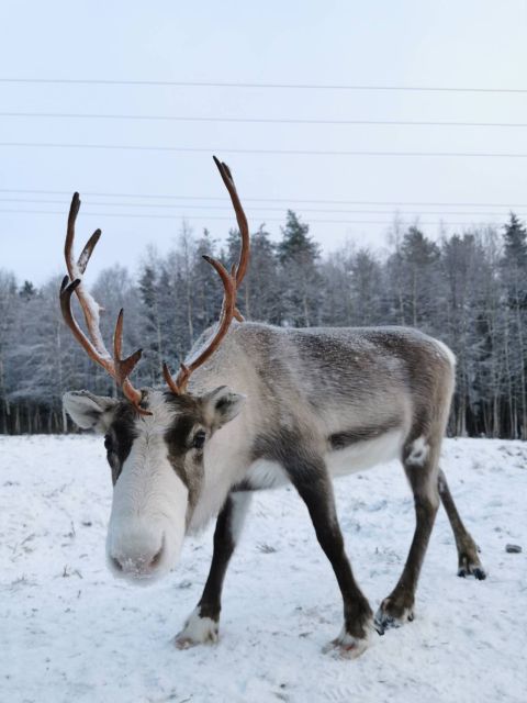 Rovaniemi: Santa's Reindeer and Husky Safari with Aurora BBQ - Guides turn a busy schedule into an easy day