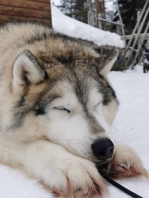 Rovaniemi: Santa's Reindeer and Husky Safari with Aurora BBQ - The evening starts beside an Arctic lake