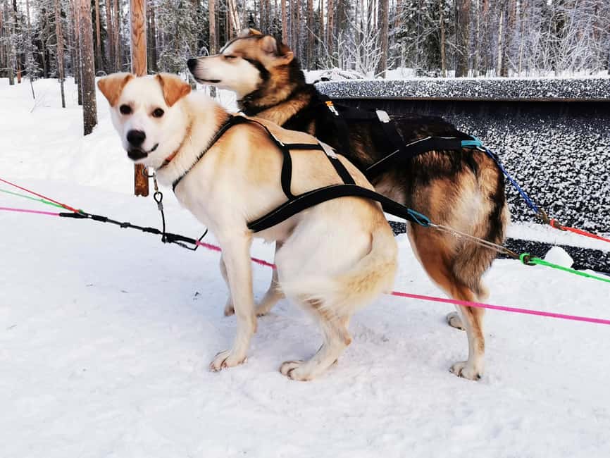 Rovaniemi: Santa's Reindeer and Husky Safari with Aurora BBQ - Who will enjoy this best?