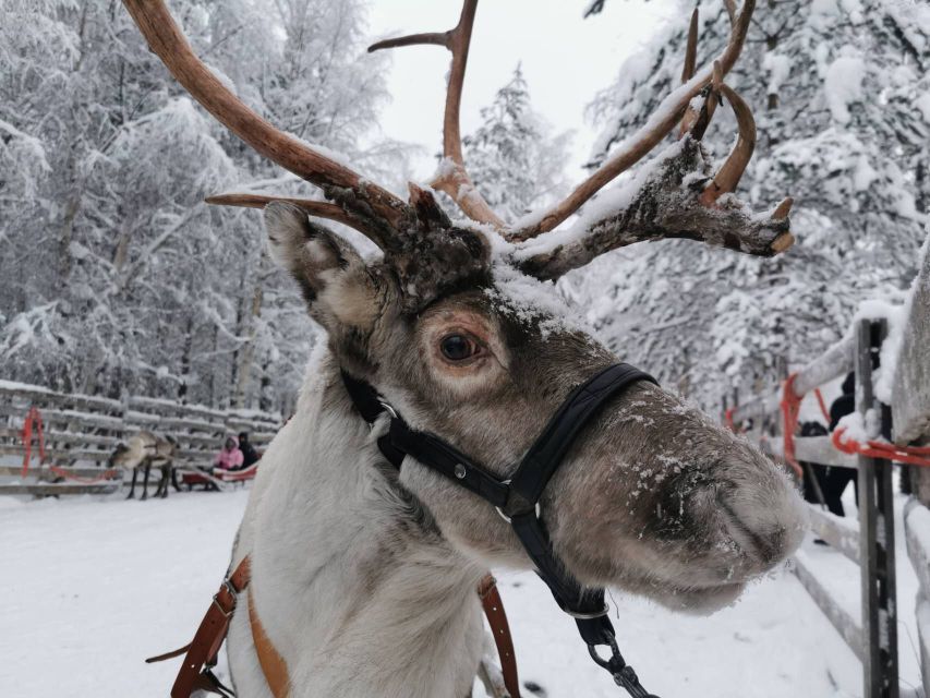 Rovaniemi: Santa's Reindeer and Husky Safari with Aurora BBQ - The husky run is fast, noisy, and brief