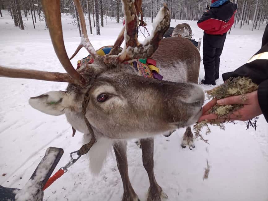 Saariselkä: Northern Lights & Reindeer Sledding Tour - Meeting the reindeer and feeding them
