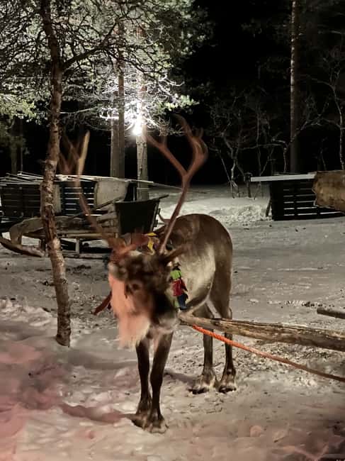 Saariselkä: Northern Lights & Reindeer Sledding Tour - Transfers, timing, and practical details