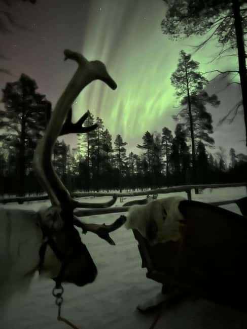 Saariselkä: Northern Lights & Reindeer Sledding Tour - My take: book it for the evening, not just the lights