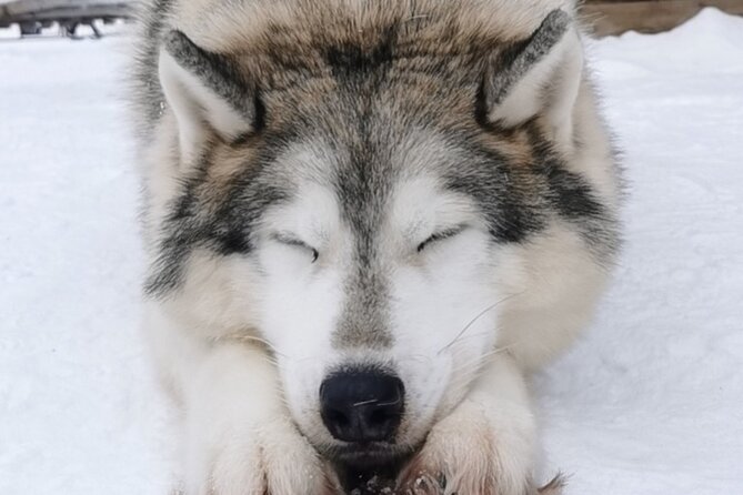 Santa's Reindeer & Husky Safari + Aurora BBQ in Rovaniemi - A full Lapland day, from huskies to northern lights