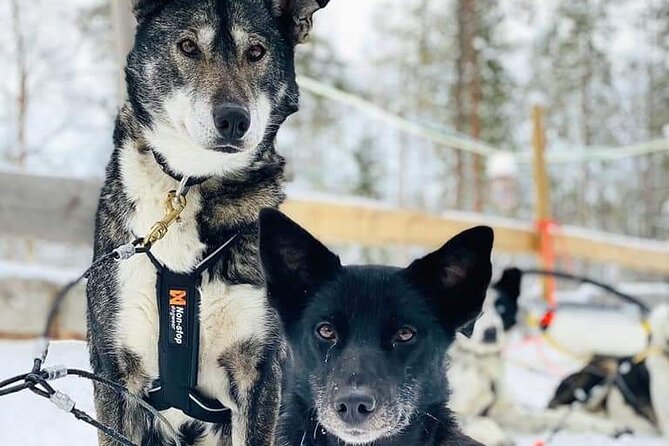 Santa's Reindeer & Husky Safari + Aurora BBQ in Rovaniemi - Santa Claus Village and the reindeer ride