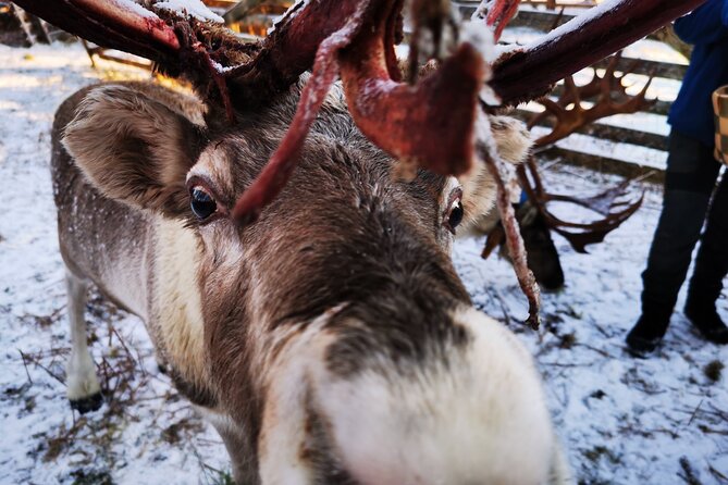 Santa's Reindeer & Husky Safari + Aurora BBQ in Rovaniemi - Two stops in search of the aurora