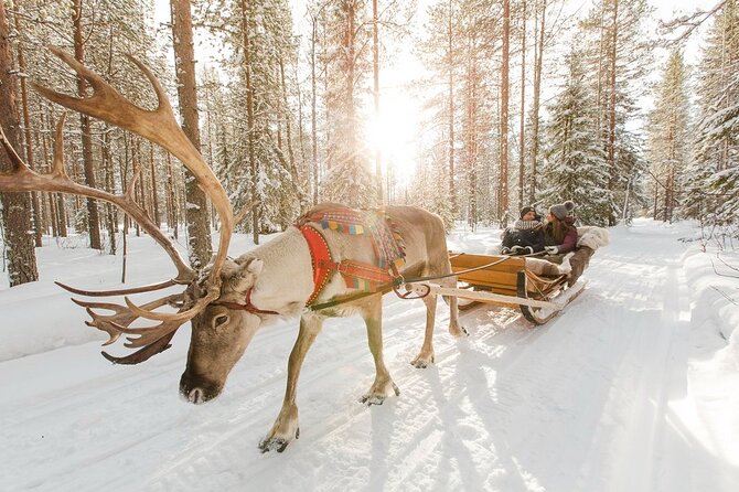 Santa's Reindeer & Husky Safari + Aurora BBQ in Rovaniemi - Campfire tea, sausages, and the BBQ question