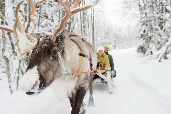 Santa's Reindeer & Husky Safari + Aurora BBQ in Rovaniemi - Morning pickup and the short drive to the huskies