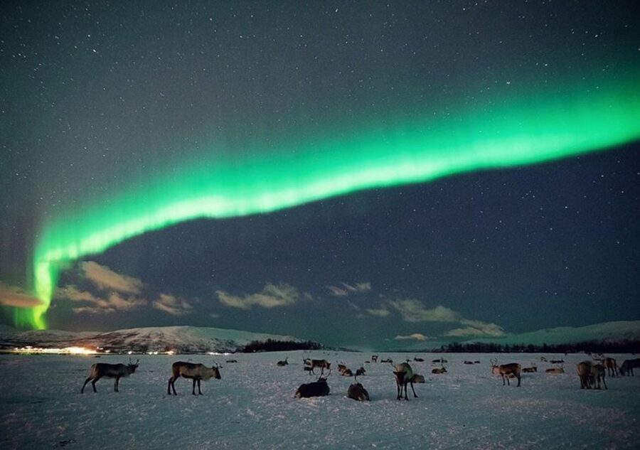 Tromsø: Reindeer Camp Dinner with Chance of Northern Lights - From Tromsø harbor to the reindeer camp