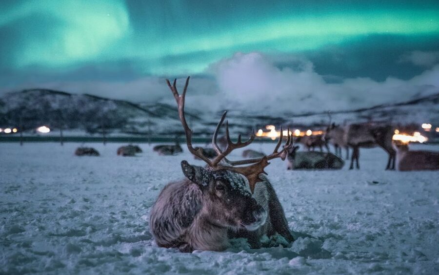 Tromsø: Reindeer Camp Dinner with Chance of Northern Lights - Fires, hot drinks, and the candle-lit lavvu