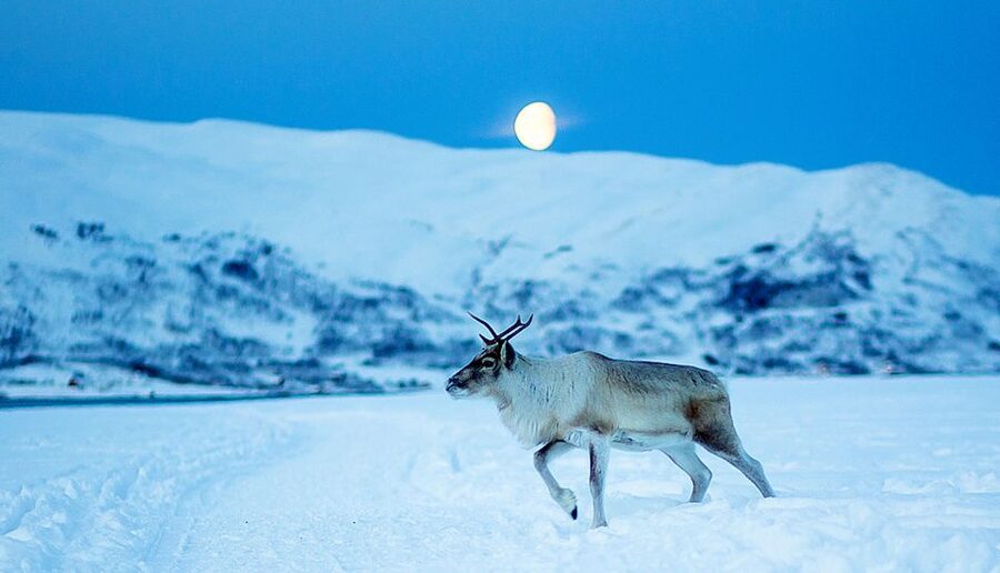 Tromsø: Reindeer Camp Dinner with Chance of Northern Lights - Waiting for the Northern Lights