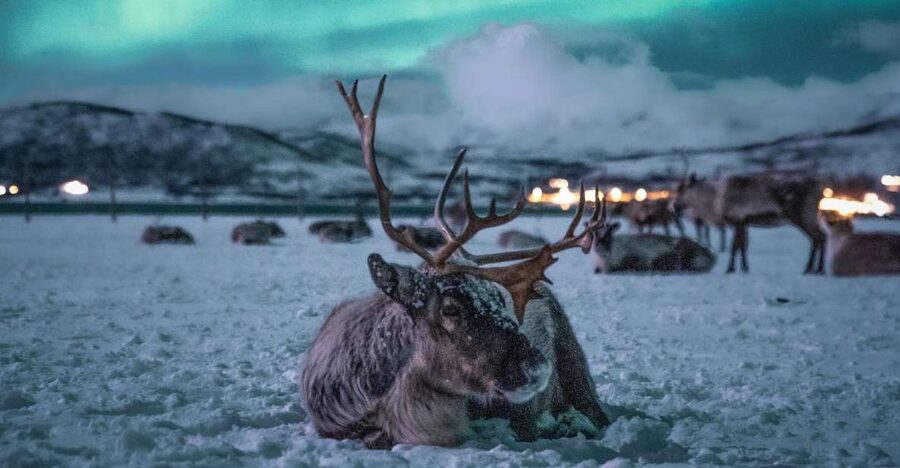 Tromsø: Reindeer Sled, Dinner, and Chance of Northern Lights - Key points at a glance